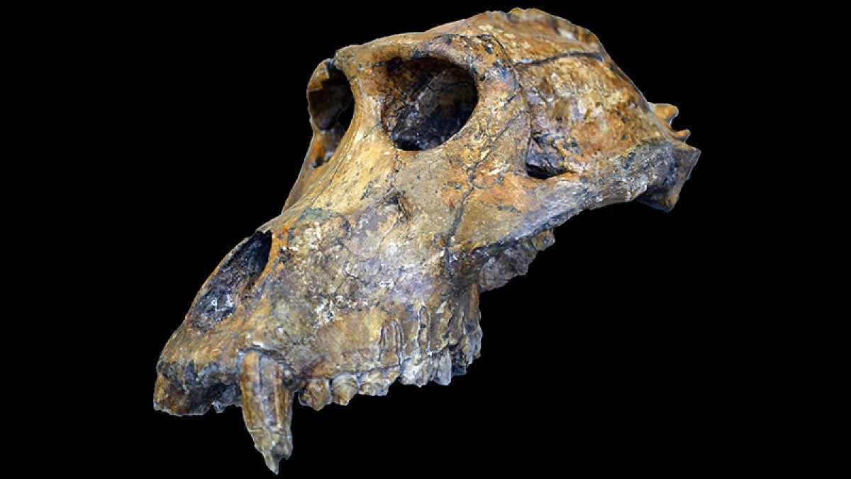 Fossil monkey skull
