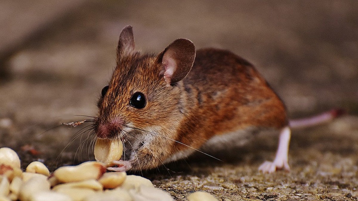 Stock art shows mouse nibbling on food