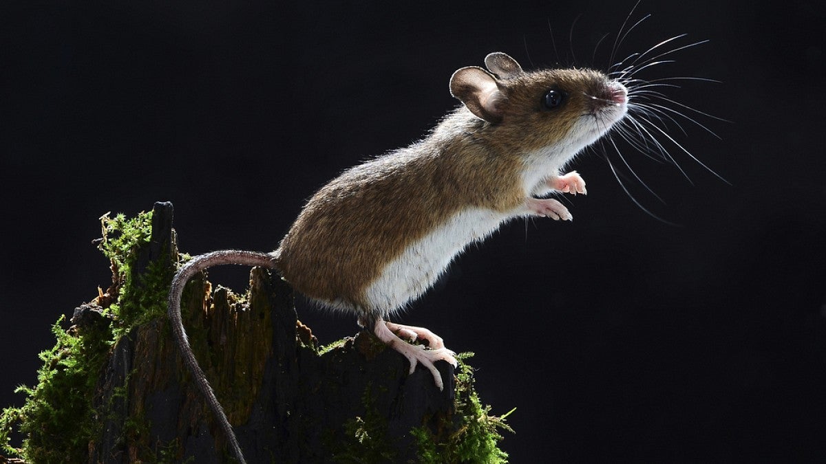 A mouse leaping from a branch
