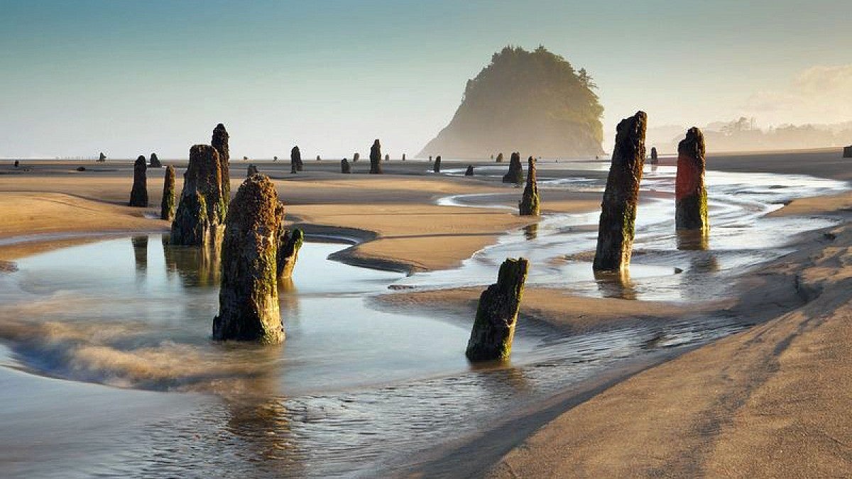 Neskowin Ghost Forest and Proposal Rock, remnants of the Cascadia earthquake in 1700