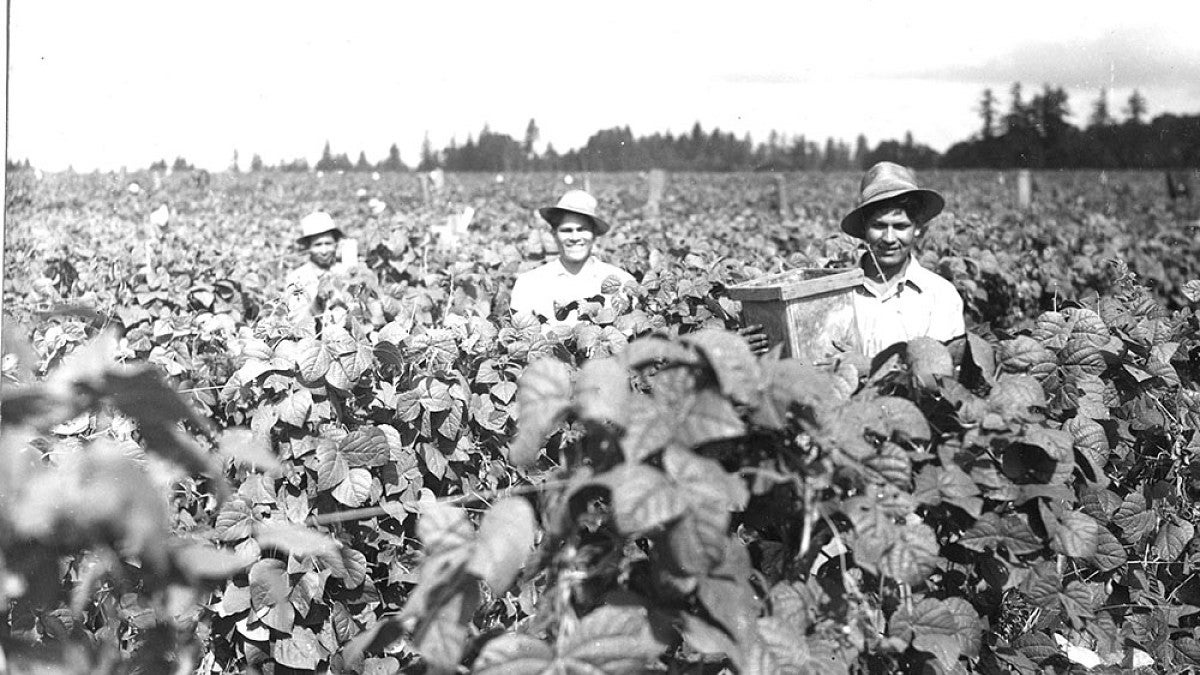 Bean pickers. Courtesy of the Extension Bulletin Illustrations Photograph Collection