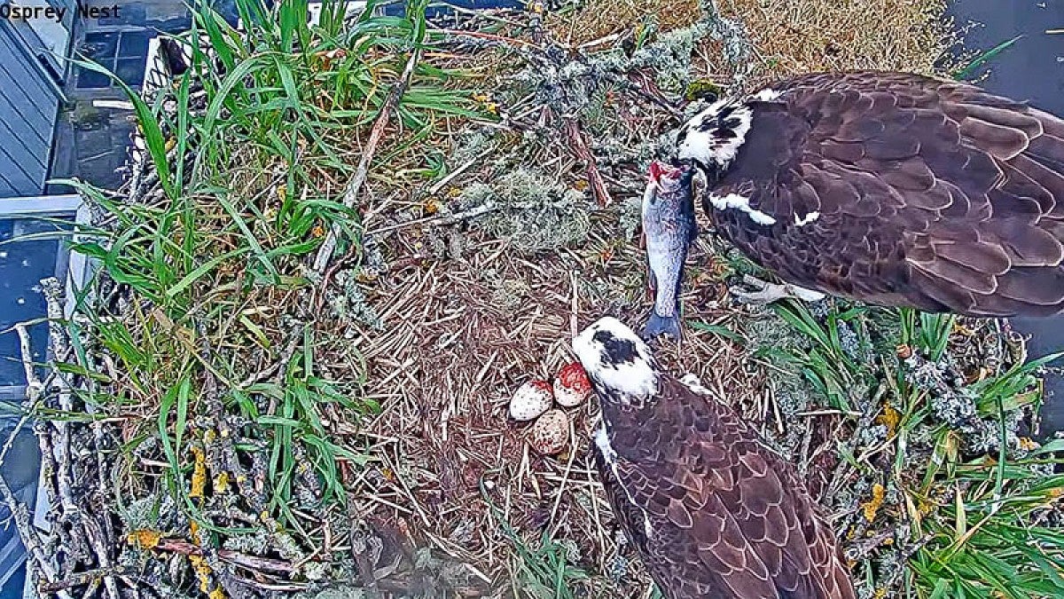 Ospreys on nest with eggs