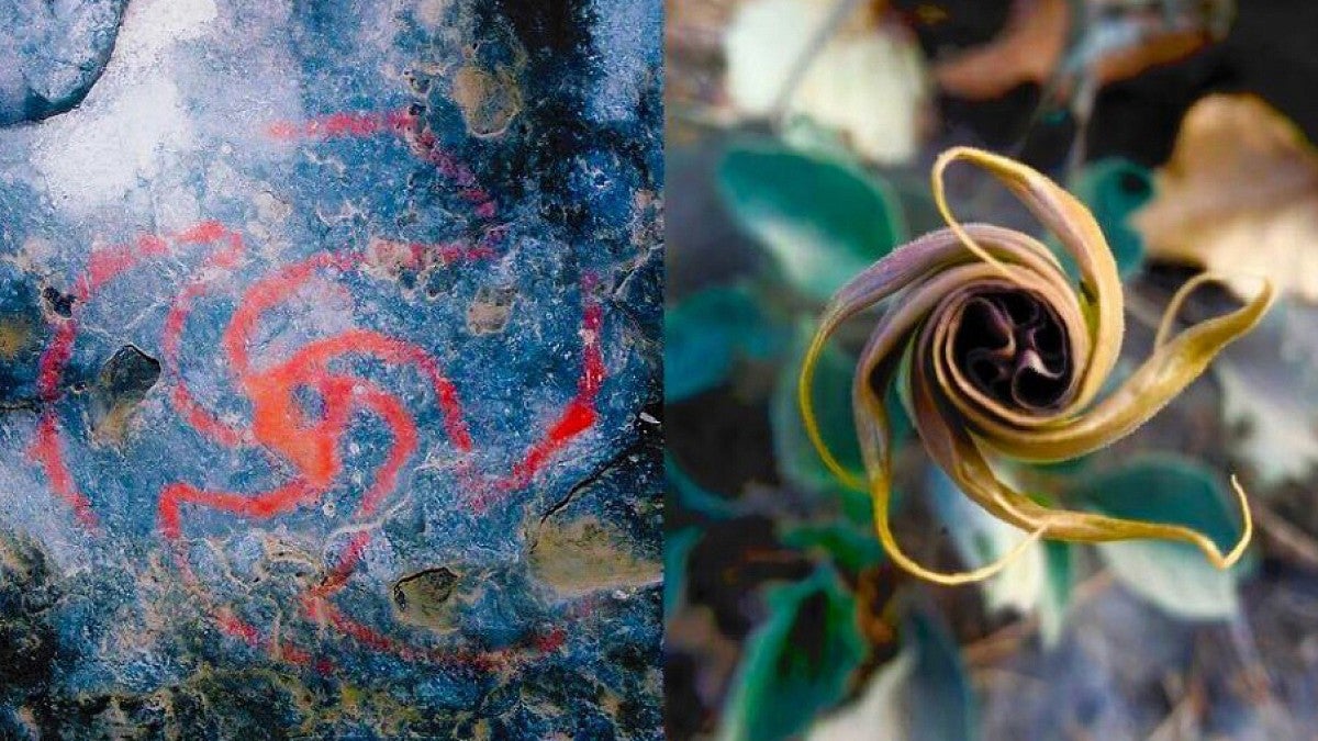 Pinwheel cave art next to a datura flower