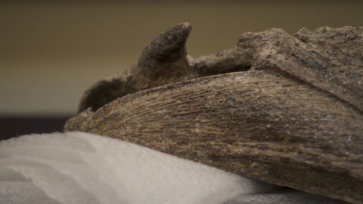 Newly found sabertooth salmon fossil 