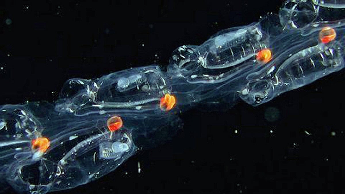 Salps linked together in a chain 
