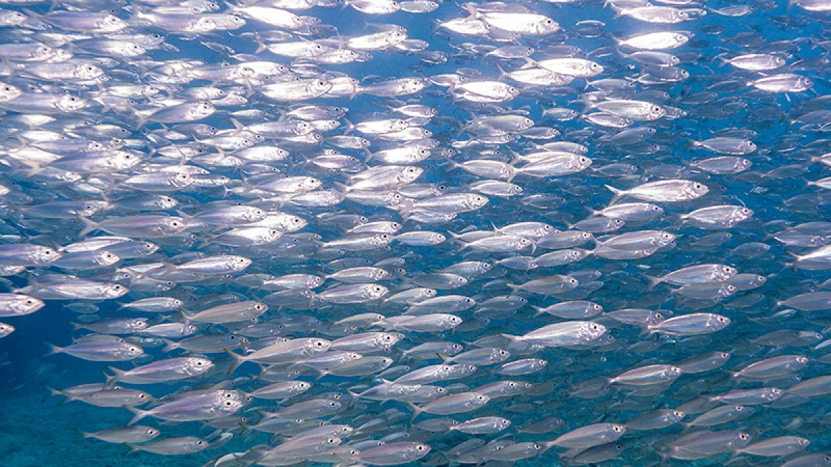 Schooling fish in the Atlantic Ocean