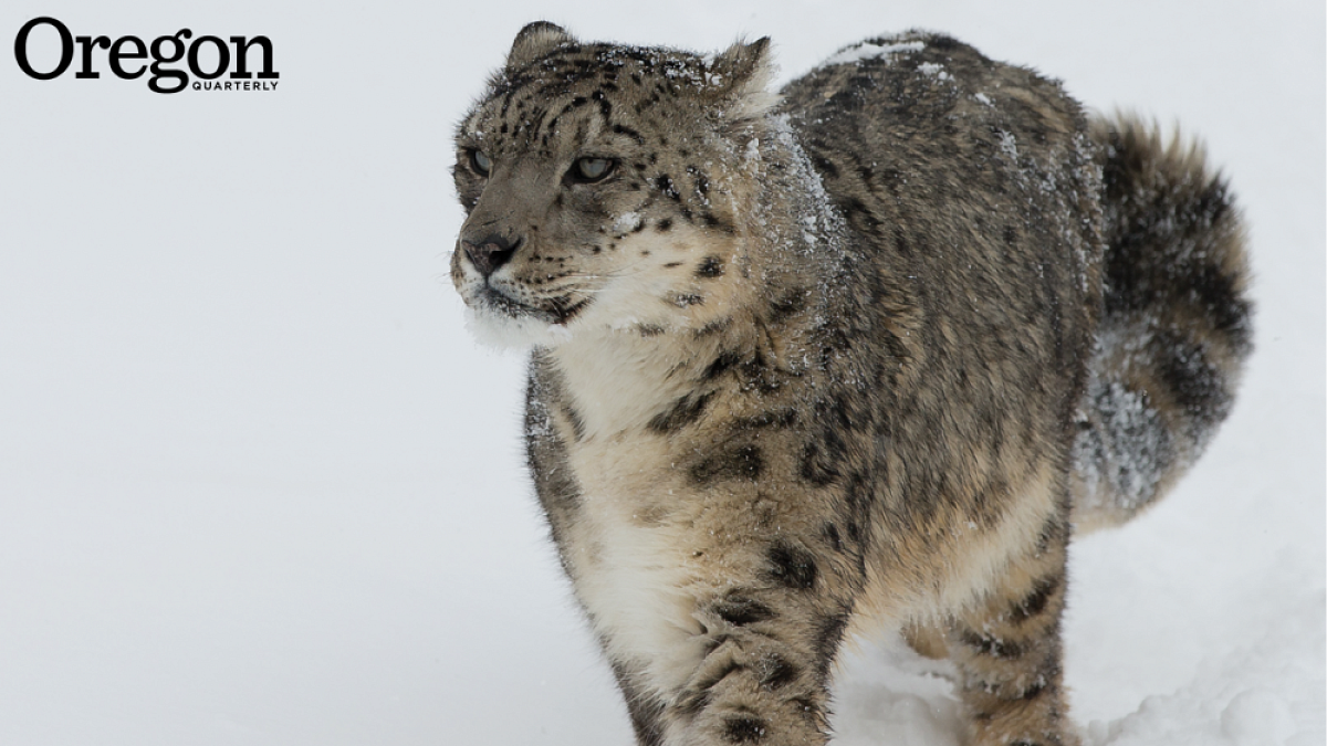 The spiritual values of Tibetan Buddhists, along with their respect for animal life, closely align with conservation principles, making them an excellent resource for snow leopard conservation efforts.