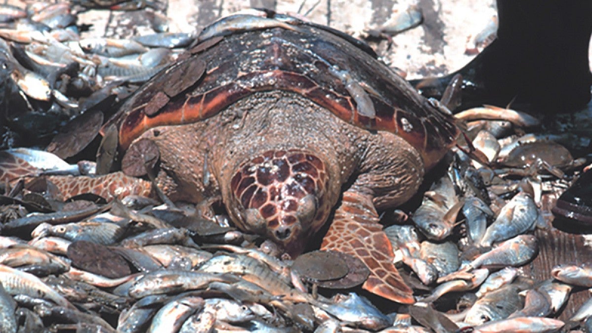 Image from a fishing boat shows bycatch species hauled in with targeted fish species