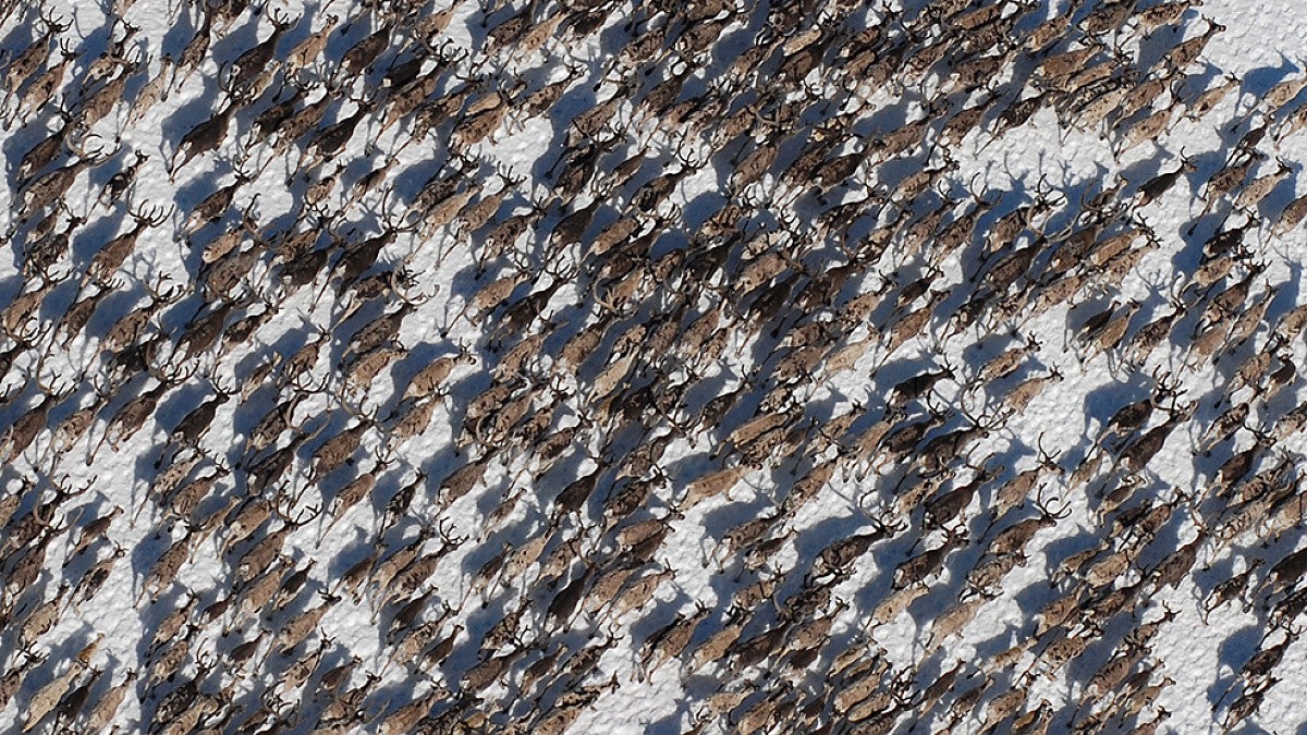 Caribou migration seen from above
