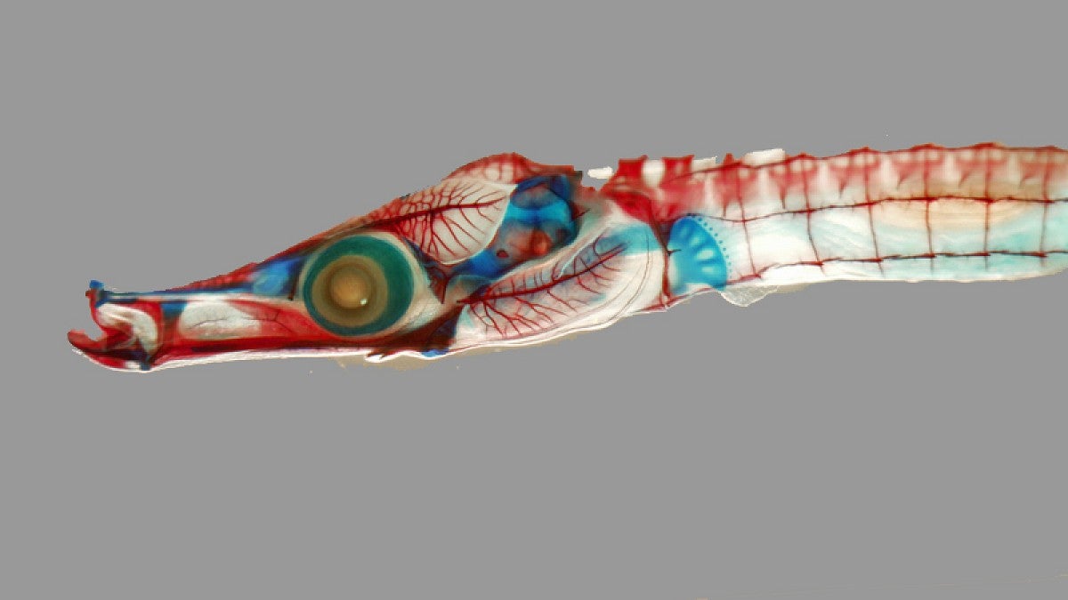 Young gulf pipefish with still-forming body armor and bones and cartilage stained in red and blue