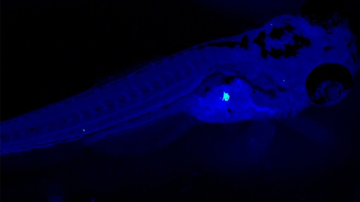 Beta Cells light up bright green inside the zebrafish pancreas 