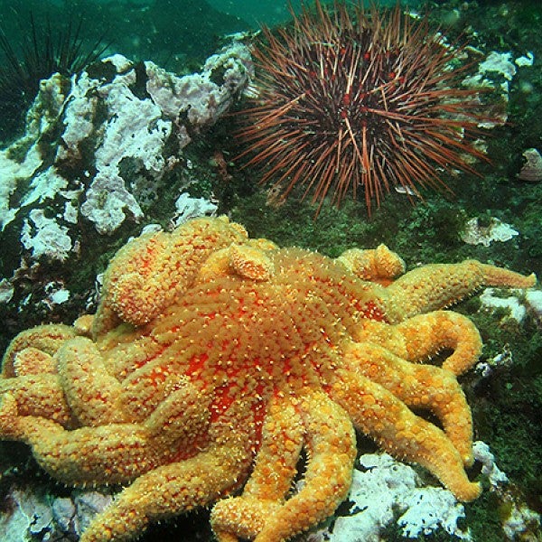 Sunflower sea star approaching an urchin