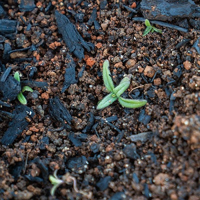 Young plant sprouts erupting from the soil