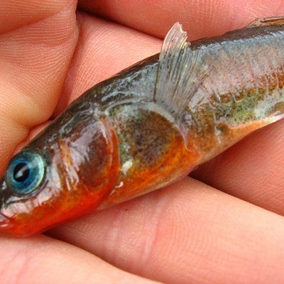 Seawater male stickleback (Photo by Mark Currey)