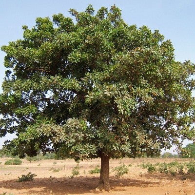 Shea tree in Burkina Faso