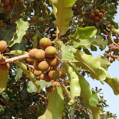 Nuts shown growing on a shea tree