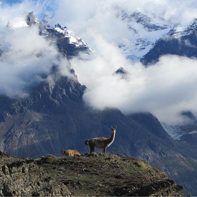 Guanacos graze in Torres del Paine National Park, Chile. The native, llama-like animals are numerous in the park, where grazing competition from livestock is limited. Photograph by John Postlethwait