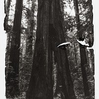 Photo of hollow tree