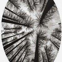 Photo looking up through trees