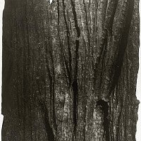 Photo of tree bark