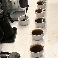 Coffee cups lined up for testing