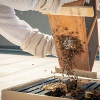 Releasing bees into the hive