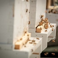 Bees on the hive's doorstep