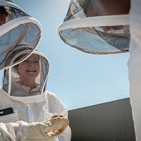 Examining the hives