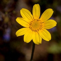 Eriophyllum lanatum, also known as Oregon Sunshine