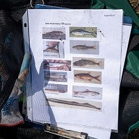 Photos used to identify fish species