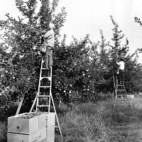 Workers on ladders picking apples from trees