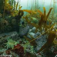 Sunflower sea star habitat