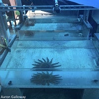 Sunflower sea star in lab tank