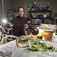 Robert Schofield stands behind the leafcutter colony in his UO lab