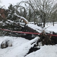 A downed tree