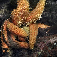 Sea star grabbing an urchin