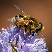 Syrphid fly on gilia flower