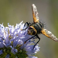 Tachinid fly on Gilia flower